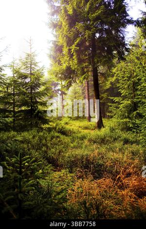 Die herbstliche Waldszene. Ein Spaziergang im Wald Stockfoto
