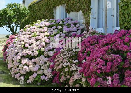 Hortensia, Hortensia, im Garten in Asien beheimatet, rosa und weiße Hortensien in voller Blüte vor einer mit Fenstern bedeckten Mauer, Rouen, seine-Mar Stockfoto