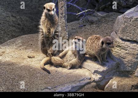 Drei Erdmännchen im Zoo auf Felsen, einer stehend, zwei sitzend, Erdmännchen (Suricata suricatta), gefangen, auf Wachposten in der Abenddämmerung, Stuttgart, Baden-Wuerttem Stockfoto