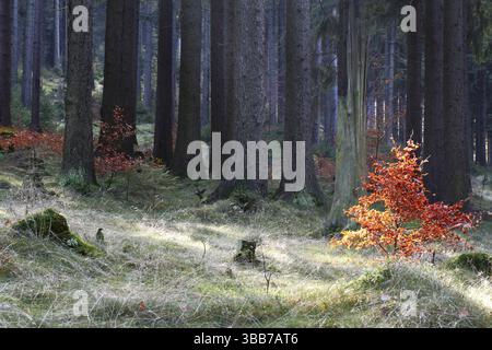 Wald in Thüringen, Deutschland. Früh am Morgen Stockfoto