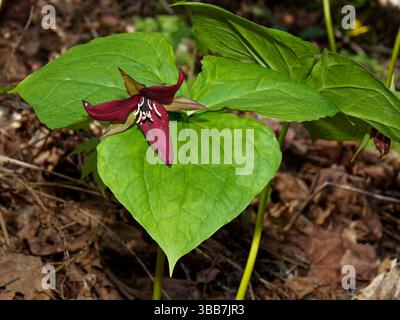 Ein reifes Rotes Trillium, das im Wald wächst Stockfoto