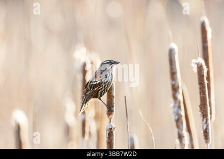 Ein winziger Pine Siskin auf der Katzenschwanzpflanze im Winter aus nächster Nähe. Stockfoto