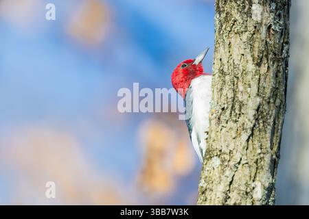 Amerikanischer Rotspecht, der Holz vom Baum pickt. Nahansicht Stockfoto