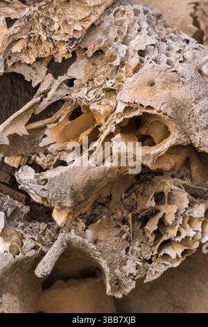 Nahaufnahme eines verwitterten Tierschädels, der auf einem felsigen Wüstengelände in Tansania liegt. Stockfoto