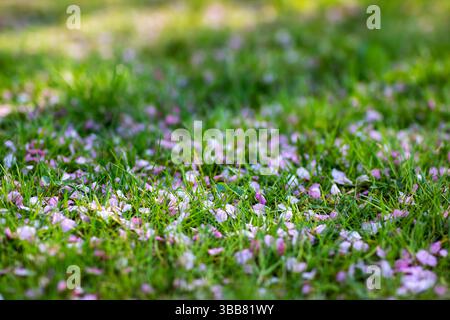 Ein buntes Bündel rosa und weißer Blumen liegt wunderschön auf dem üppigen grünen Gras und schafft eine atemberaubende natürliche Szene Stockfoto