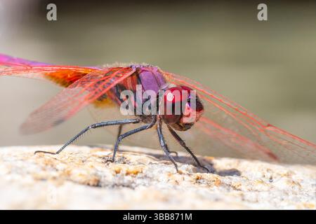 Violette TropfLibelle Trithemis annulata mit leuchtend rotem Körper auf Felsen in Korsika, Frankreich. Stockfoto