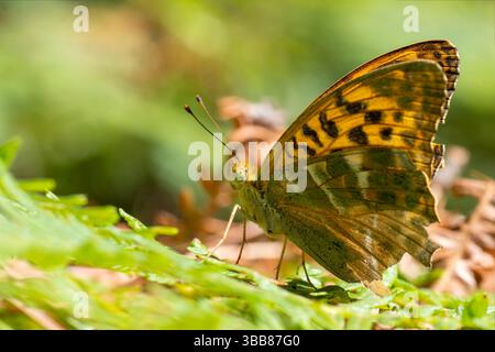 Silbergewaschener fritillarischer Schmetterling Argynnis Paphia auf der Vegetation auf Korsika, Frankreich. Stockfoto