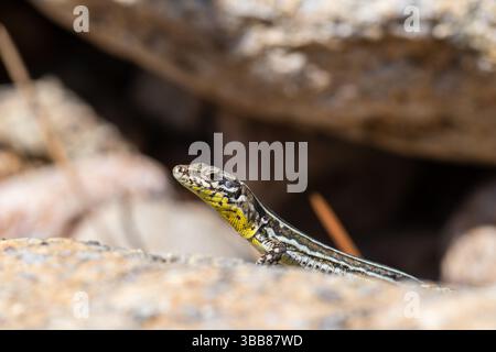 Tyrrhenische Mauerechse Podarcis tiliguerta, die sich auf einem Felsen in Korsika, Frankreich, sonnt. Stockfoto