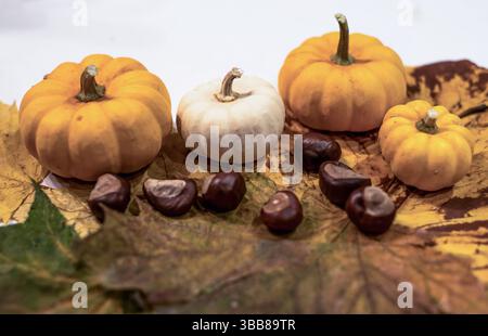 Herbstrahmen aus gestrickten Blättern Eiche und Ahornorange Kürbisse auf grauem Hintergrund ConceptHerbst Thanksgiving Halloween. Stockfoto