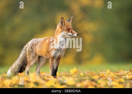 Der Rotfuchs (Vulpes vulpes) ist der größte der wahren Füchse und eines der am weitesten verbreiteten Mitglieder des Ordens Carnivora Stockfoto