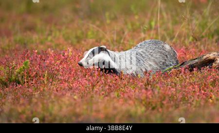 Der Europäische Dachs (Meles meles), auch als eurasischer Dachs bekannt, ist eine in Europa und Westasien heimische Dachsart aus der Familie der Mustelidae Stockfoto