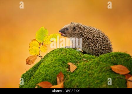 Europäischer Igel (Erinaceus europaeus), auch bekannt als westeuropäischer Igel oder gewöhnlicher Igel Stockfoto