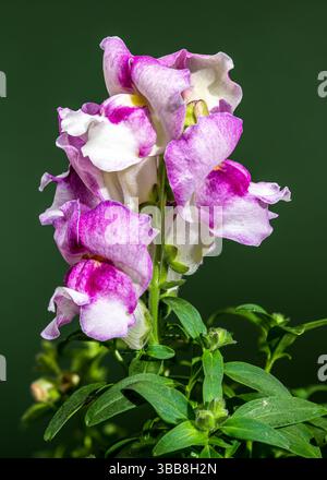 Nahaufnahme einer wunderschönen snapdragon-Blume in Rosa- und Weißtönen, die ihre komplizierten Details vor einem lebhaften grünen Hintergrund zeigt Stockfoto