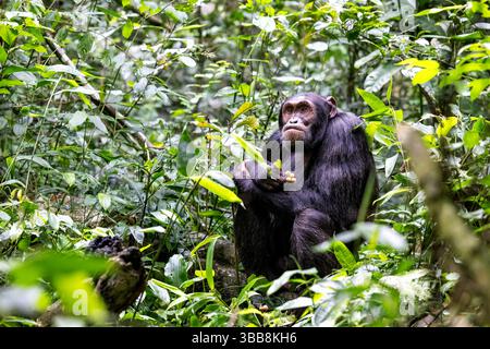 Erwachsener Schimpanse, Pan-Troglodyten, mit einem mürrischen Gesichtsausdruck, Kibale-Nationalpark, im Westen Ugandas. Das Programm zur Erhaltung des Parks bedeutet t Stockfoto