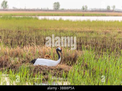 (250515) -- QIQIHAR, 15. Mai 2025 (Xinhua) -- Eine rotgekrönte Krankühe wird von einem erwachsenen Vogel auf dem Rücken im Zhalong National Nature Reserve in Qiqihar, nordöstlich Chinas Provinz Heilongjiang, am 14. Mai 2025 getragen. In Gefangenschaft gezüchtete Rotkräne im Zhalong National Nature Reserve in Qiqihar haben vor kurzem ihre Brutsaison begonnen, wobei viele Kraniche neue Nachkommen begrüßen. Mit einer Gesamtfläche von 2.100 Quadratkilometern wird das Reservat als „Heimat der Rotkräne“ in China bezeichnet und dient als weltgrößter Lebensraum für Rotkräne und größter in Gefangenschaft gezüchteter Rotkräne Stockfoto