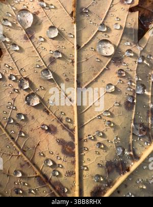 Makrofoto eines Herbstblattes, das mit Wassertropfen bedeckt ist und saisonale Textur und Details zeigt Stockfoto