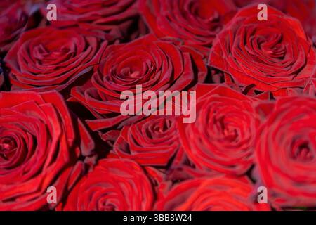 Nahaufnahme tiefroter Rosen in voller Blüte mit komplizierten Blütenblättern und Textur. Stockfoto
