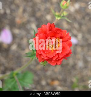 Leuchtend rote Frühsommerblume von Avenen oder Geum „Blazing Sunset“ im britischen Garten Mai Stockfoto