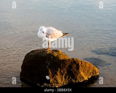Nahaufnahme einer Silbermöwe, die auf Felsen thront Stockfoto