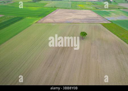 Einsamer Baum in ländlicher Landschaft mit Kulturfeldern aus Hochwinkel Stockfoto