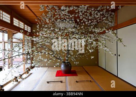 Kirschblüten-Ikebana im Komyo-in-Tempel, Kyoto, Japan. Stockfoto