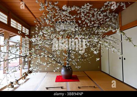 Kirschblüten-Ikebana im Komyo-in-Tempel, Kyoto, Japan. Stockfoto