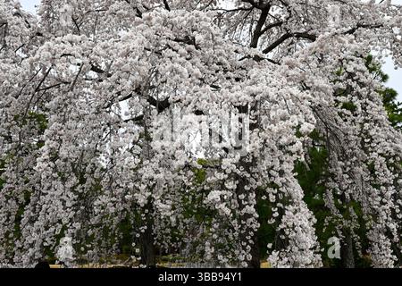 Weiße Sakura-Kirschblüten im Hanami Frühling in Nijo-Jo Castle, Kyoto, Japan. Stockfoto