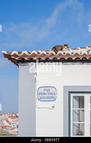 Tabby-Katze, die sich auf Terrakotta-Dachziegeln eines traditionellen weißen portugiesischen Hauses entspannt. Charmante Straßenszene mit Katze auf dem Gebäude mit Keramikfliesen Straße Stockfoto