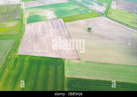 blick über die vogelperspektive auf eine vielfältige landwirtschaftliche Landschaft mit einsamem Baum und Blick auf die Drohne aus der Vogelperspektive Stockfoto