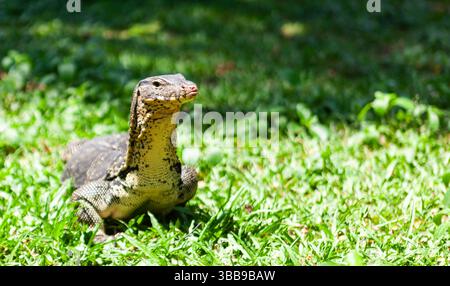 Wassermonitor-Eidechse im Lumphini-Park in Thailand. Quadratisches Bild. Ansicht schließen. Stockfoto