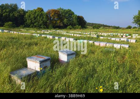 Auf einer grasbewachsenen Wiese in der Nähe eines Waldes unter einem hellen Sommermorgen-Himmel stehen farbenfrohe Holzbienhäuser, die die ländliche Bienenzucht veranschaulichen Stockfoto