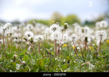 Ein Feld von Löwenzahn in verschiedenen Entwicklungsstadien, von Knospen bis zu flauschigen Samenköpfen, unter weichem Himmel. Stockfoto