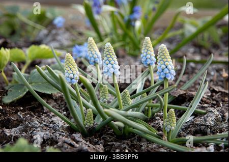 Pseudomuscari azureum oder Muscari azureum, die azurblaue Traubenhyazinthe, eine Blumenart. Im Frühling wächst er im Freien. Stockfoto