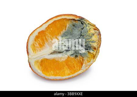 Die Hälfte der Orange ist mit Fäule und Pilz bedeckt. Grau-grüne dunkle Form auf der Oberfläche von orangefarbenem Zellstoff. Weißer Hintergrund, isoliert Stockfoto