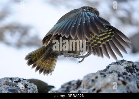 Im Flug sind die bunten Federn des Kea (Nestor notabilis) besonders auffällig. Dieses Foto wurde in Arthur's Pass, den südlichen Alpen, gemacht. Stockfoto