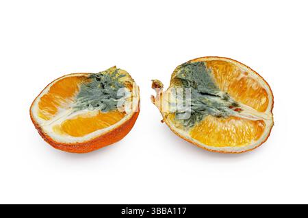 Zwei Hälften Orange bedeckt mit Fäule und Pilz gegen weiß. Grau-grüne dunkle Form auf der Oberfläche von orangefarbenem Zellstoff. Stockfoto
