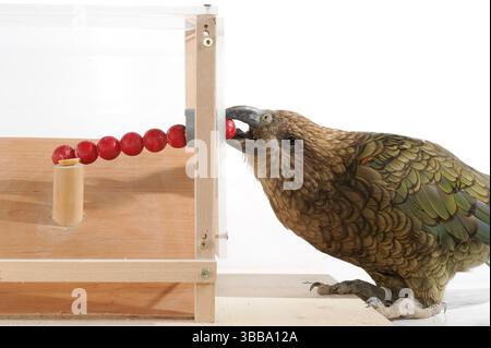 [Captive] Kea (Nestor notabilis). In diesem Experiment lernt der Kea, ein Werkzeug zu verwenden. Es wird ein Stock gegeben, mit dem man für einen Leckerbissen (Erdnuss) stochen kann. Stockfoto