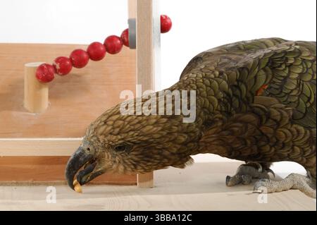 [Captive] Kea (Nestor notabilis). In diesem Experiment lernt der Kea, ein Werkzeug zu verwenden. Es wird ein Stock gegeben, mit dem man für einen Leckerbissen (Erdnuss) stochen kann. Stockfoto