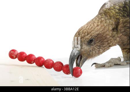 [Captive] Kea (Nestor notabilis). In diesem Experiment lernt der Kea, ein Werkzeug zu verwenden. Es wird ein Stock gegeben, mit dem man für einen Leckerbissen (Erdnuss) stochen kann. Stockfoto