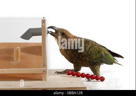 [Captive] Kea (Nestor notabilis). In diesem Experiment lernt der Kea, ein Werkzeug zu verwenden. Es wird ein Stock gegeben, mit dem man für einen Leckerbissen (Erdnuss) stochen kann. Stockfoto