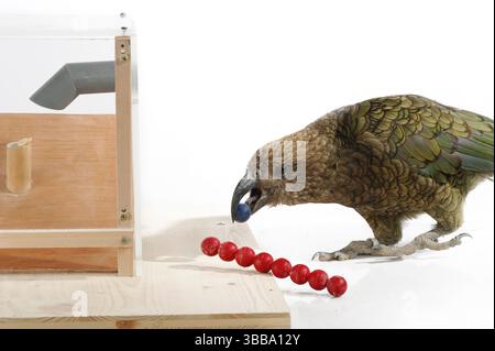 [Captive] Kea (Nestor notabilis). In diesem Experiment lernt der Kea, ein Werkzeug zu verwenden. Es wird ein Stock gegeben, mit dem man für einen Leckerbissen (Erdnuss) stochen kann. Stockfoto