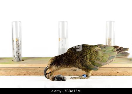 In diesem Experiment werden dem Kea (Nestor notabilis) drei mit Wasser gefüllte Röhrchen präsentiert, große oder kleine Steine. Der Kea lernt, den Sto fallen zu lassen Stockfoto