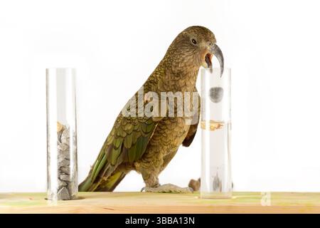 In diesem Experiment werden dem Kea (Nestor notabilis) drei mit Wasser gefüllte Röhrchen präsentiert, große oder kleine Steine. Der Kea lernt, den Sto fallen zu lassen Stockfoto
