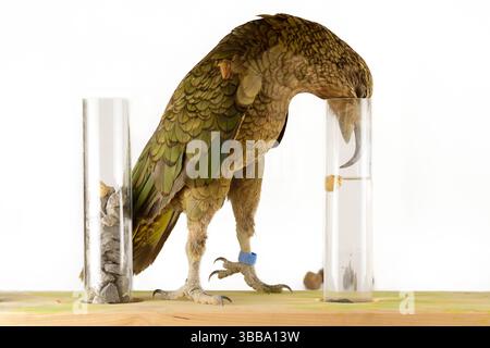 In diesem Experiment werden dem Kea (Nestor notabilis) drei mit Wasser gefüllte Röhrchen präsentiert, große oder kleine Steine. Der Kea lernt, den Sto fallen zu lassen Stockfoto