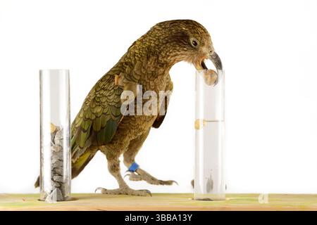 In diesem Experiment werden dem Kea (Nestor notabilis) drei mit Wasser gefüllte Röhrchen präsentiert, große oder kleine Steine. Der Kea lernt, den Sto fallen zu lassen Stockfoto
