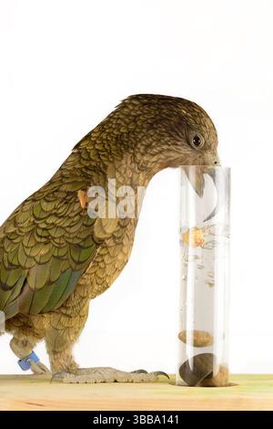 In diesem Experiment werden dem Kea (Nestor notabilis) drei mit Wasser gefüllte Röhrchen präsentiert, große oder kleine Steine. Der Kea lernt, ston fallen zu lassen Stockfoto