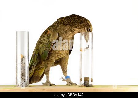 In diesem Experiment werden dem Kea (Nestor notabilis) drei mit Wasser gefüllte Röhrchen präsentiert, große oder kleine Steine. Der Kea lernt, ston fallen zu lassen Stockfoto