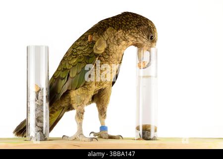 In diesem Experiment werden dem Kea (Nestor notabilis) drei mit Wasser gefüllte Röhrchen präsentiert, große oder kleine Steine. Der Kea lernt, ston fallen zu lassen Stockfoto
