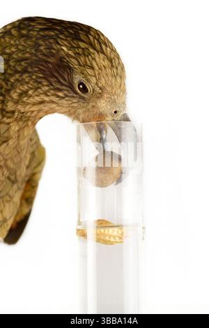 In diesem Experiment werden dem Kea (Nestor notabilis) drei mit Wasser gefüllte Röhrchen präsentiert, große oder kleine Steine. Der Kea lernt, den Sto fallen zu lassen Stockfoto