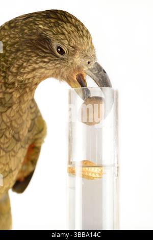 In diesem Experiment werden dem Kea (Nestor notabilis) drei mit Wasser gefüllte Röhrchen präsentiert, große oder kleine Steine. Der Kea lernt, den Sto fallen zu lassen Stockfoto